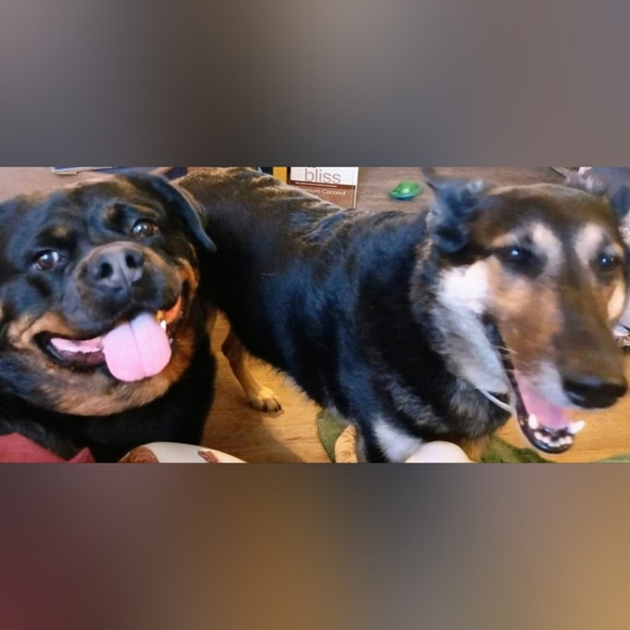 ππΎNWTπΎπ OLD NAVY π₯°πΆπΊDog SupplyπΊπΆπ₯° M/L π BUMBLEBEE COSTUME π 2 avail! - Picture 2 of 12